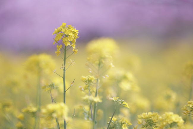 Обои картинки фото цветы, луговые , полевые,  цветы, takaten, макро, размытость, жёлтые, поле