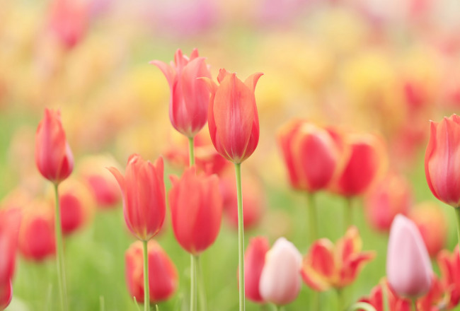 Обои картинки фото цветы, тюльпаны, природа, лепестки, луг, поле