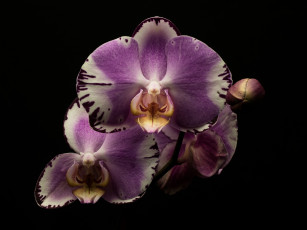 Картинка цветы орхидеи цветок