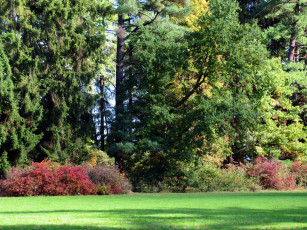Картинка природа парк лужайка деревья кусты