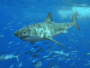 обоя животные, акулы, челюсти, хищник, рыба, вода, охота, акула, shark