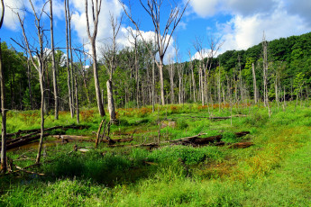 Картинка природа лес трава деревья стволы