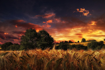 Картинка природа восходы закаты пейзаж колосья поле закат