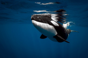 Картинка животные дельфины касатка море