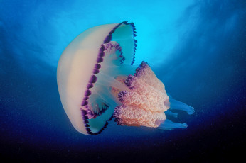 обоя животные, медузы, подводный, мир, медуза, океан, море
