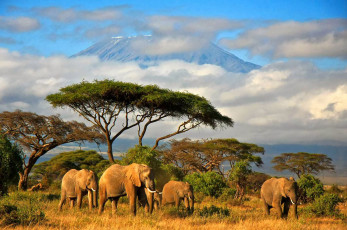 Картинка слоны животные африка