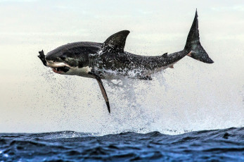 Картинка животные акулы челюсти хищник рыба вода акула shark охота