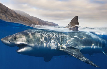 Картинка животные акулы вода челюсти shark рыба хищник акула охота