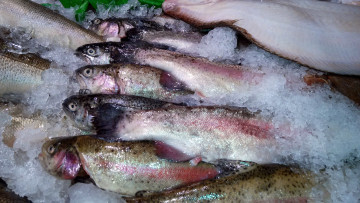 Картинка еда рыба +морепродукты +суши +роллы лед форель