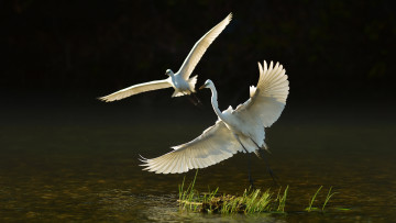 Картинка животные цапли +выпи взлет белые две вода озеро птицы трава