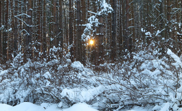 Картинка природа зима деревья снег лучи