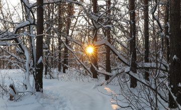 Картинка природа зима деревья снег лучи