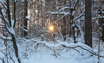 Картинка природа зима лучи деревья снег