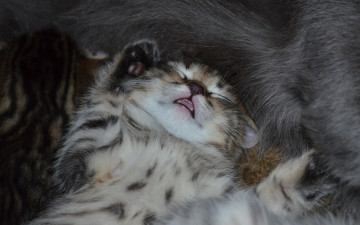 Картинка животные коты котёнок машыш сон
