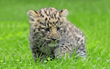 Картинка животные леопарды леопард детеныш котенок трава амурский