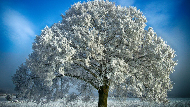 Обои картинки фото природа, деревья, дерево, снег