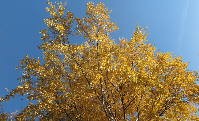 Обои картинки фото природа, деревья, осень, листъя