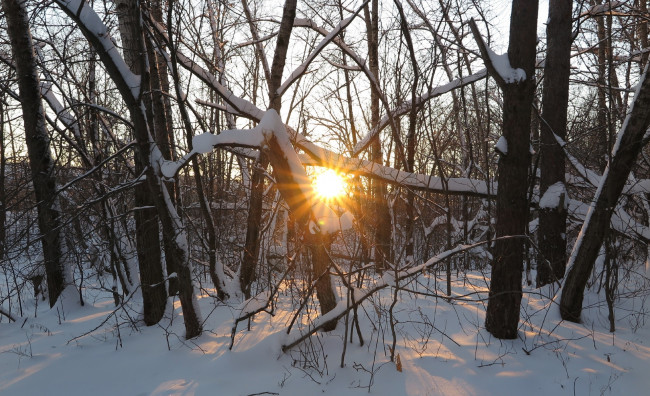 Обои картинки фото природа, зима, лучи, деревья, снег