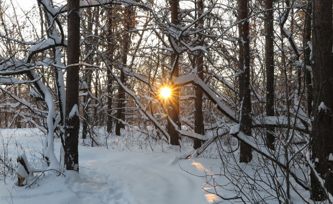 Обои картинки фото природа, зима, деревья, снег, лучи
