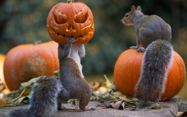 Обои картинки фото юмор и приколы, праздник, тыквы, halloween, белки