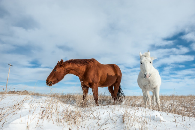 Обои картинки фото животные, лошади, снег