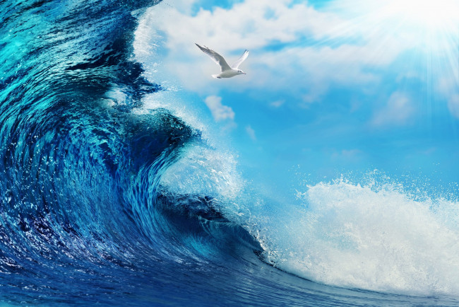 Обои картинки фото природа, вода, мощь, сила, стихия, океан, чайка, море, волна