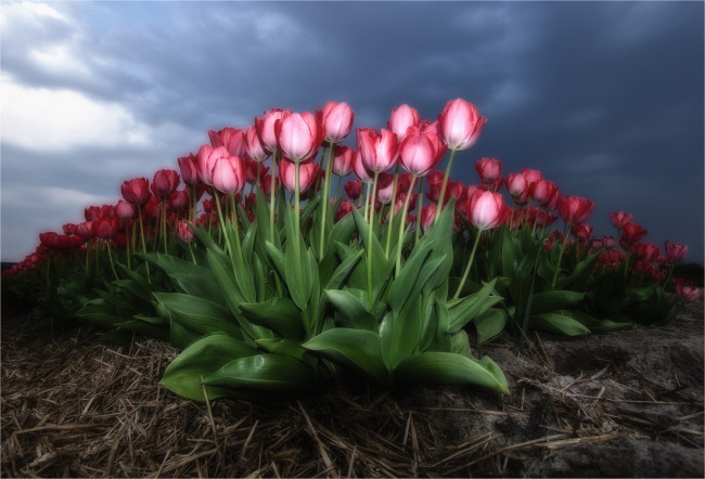 Обои картинки фото цветы, тюльпаны, плантация