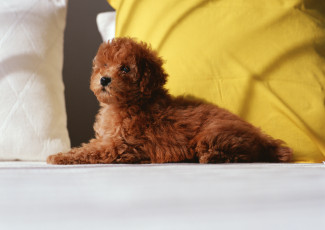 Картинка животные собаки пол щенок рыжий
