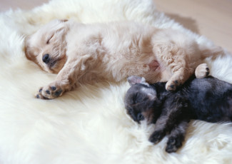 Картинка животные собаки сон мех черный белый щенки