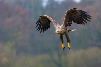 Картинка животные птицы+-+хищники eagle flight feathers