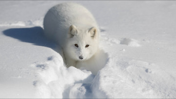 Картинка животные лисы арктическая лиса