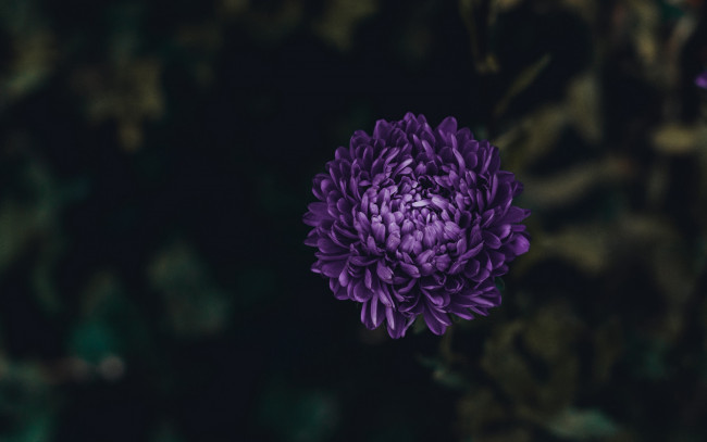Обои картинки фото цветы, хризантемы, одиночка
