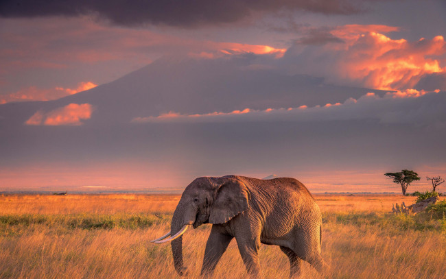 Обои картинки фото животные, слоны, закат, свет, облака, вечер, слон, природа
