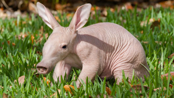 Картинка трубкозуб животные -+другое африка млекопитающее трубкозубы трубкозубовые земляная свинья