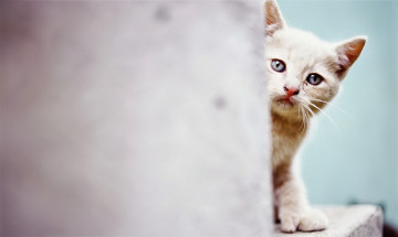 Картинка животные коты котенок белый стена