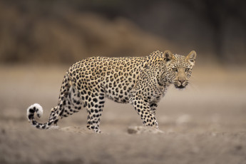 Картинка животные леопарды леопард взгля кошка хищьник