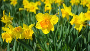 Картинка цветы нарциссы весна желтые