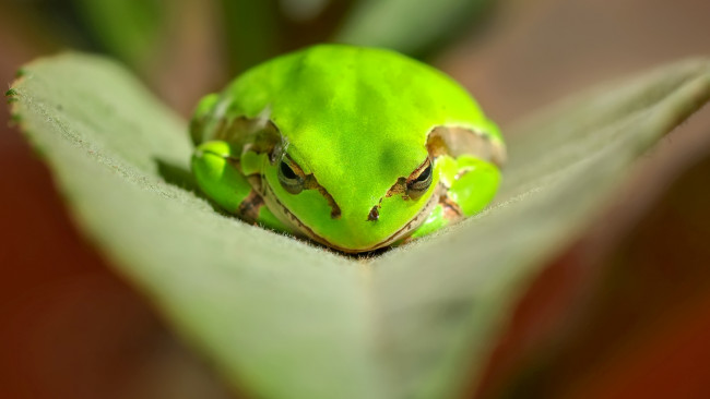 Обои картинки фото животные, лягушки, листок, лягушка, зеленая