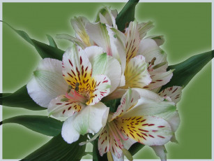 Картинка цветы альстромерия