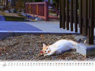 обоя календари, животные, кошка
