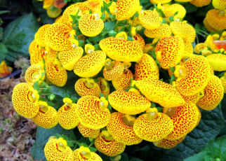 Картинка цветы кальцеолярия венерины башмачки крапинки яркий желтый