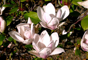 Картинка цветы магнолии цветение бледно-розовый