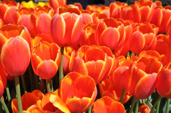Картинка цветы тюльпаны tulip