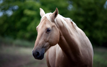 Картинка животные лошади портрет