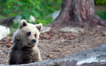 Картинка животные медведи медвежонок