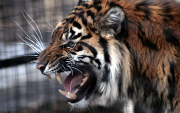 Картинка животные тигры оскал пасть