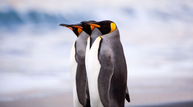 Обои картинки фото животные, пингвины, строй, клювы