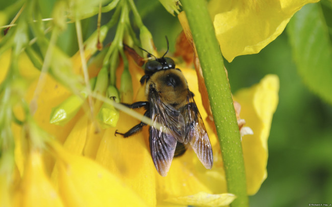 Обои картинки фото животные, пчелы, осы, шмели, желтый