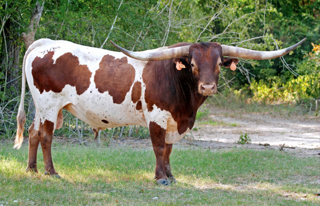 Обои картинки фото животные, коровы, буйволы, бык, рога, пятна