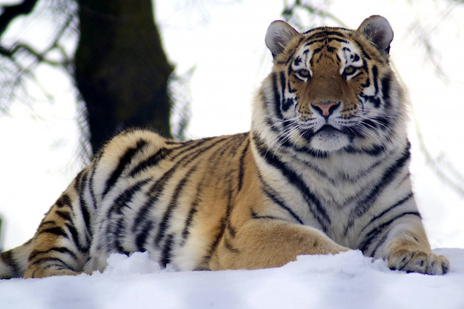 Обои картинки фото животные, тигры, хищник, снег, спокойствие